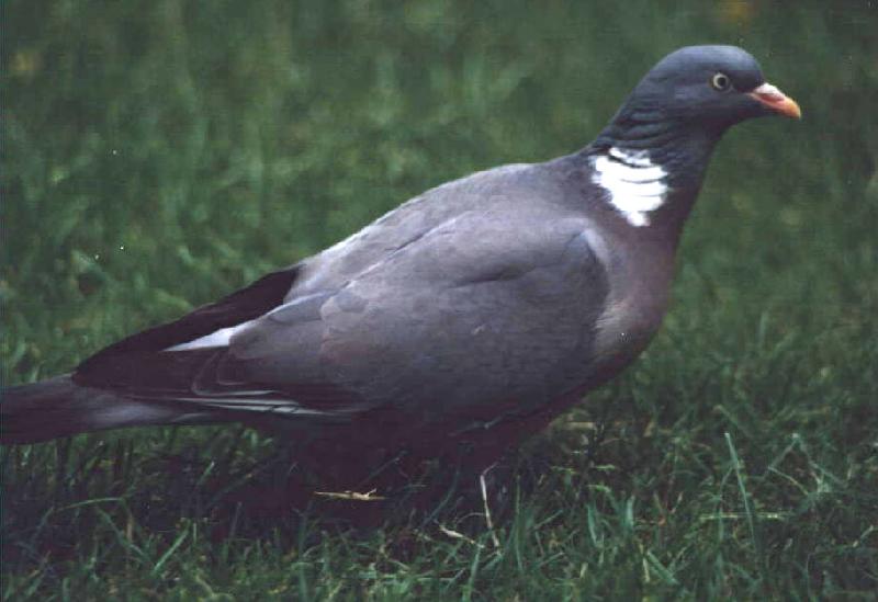 houtduif-Wood Pigeon-Sitting on Grass.jpg