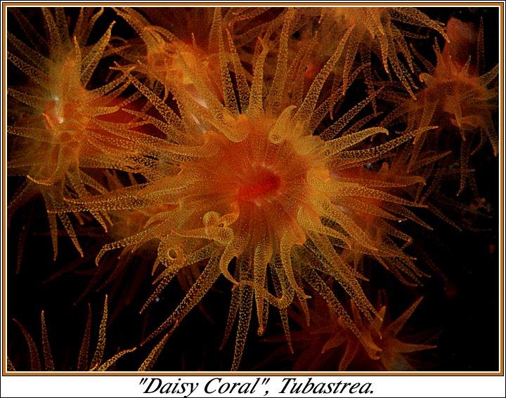 sea-010b Daisy Coral-Tubastrea spp.jpg