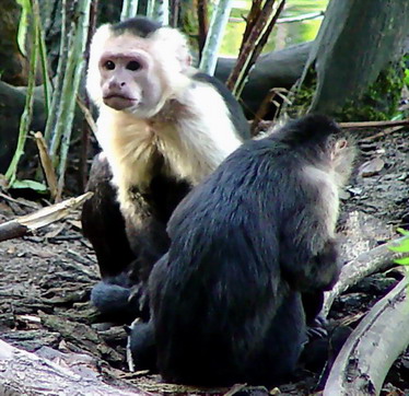 White-faced Capuchin.jpg
