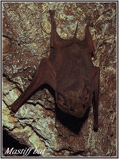 fauna-017-Australian Chiroptera-Eastern Little Mastiff Bat.jpg