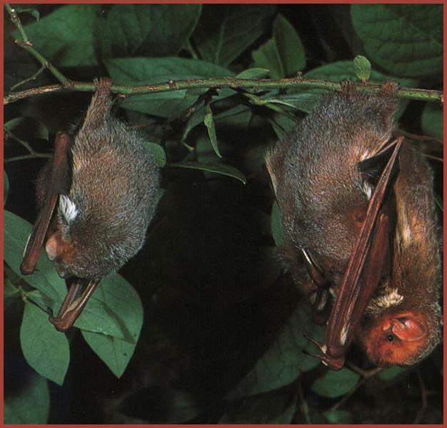 CHIROPTERA-Eastern Red Bat 01-pair hanging branch.jpg