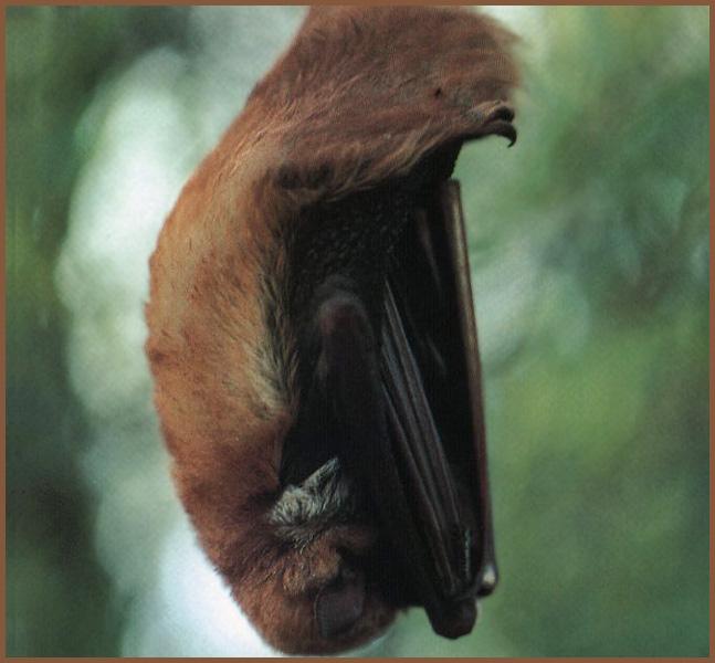 CHIROPTERA-Eastern Red Bat 02-single closeup.jpg