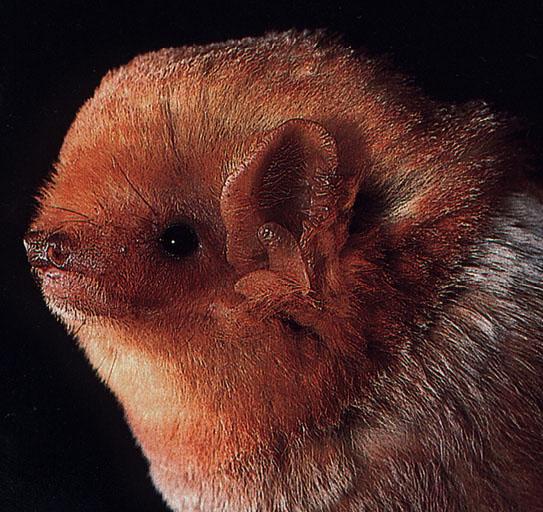 CHIROPTERA-Eastern Red Bat Face Closeup.jpg