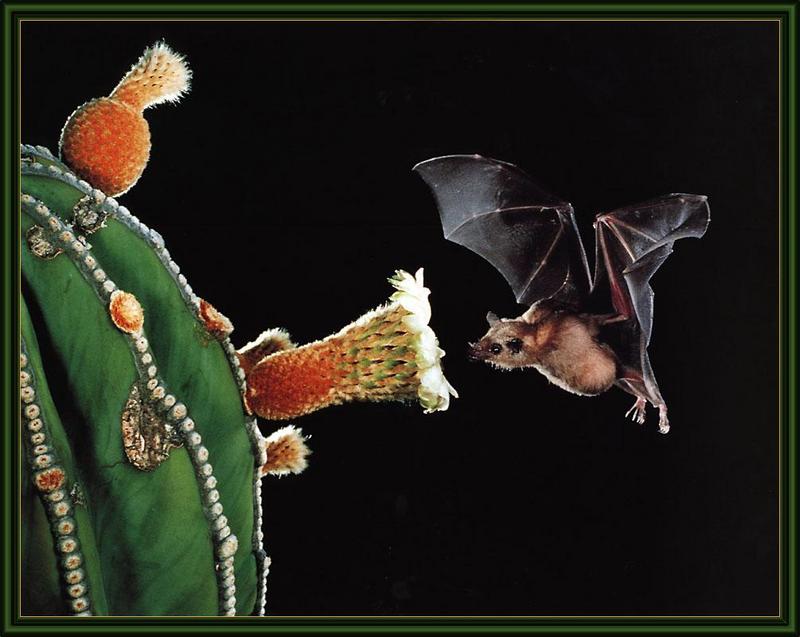 ksw-merlin tuttle-bats-dec99-lesser long-nosed bat.jpg
