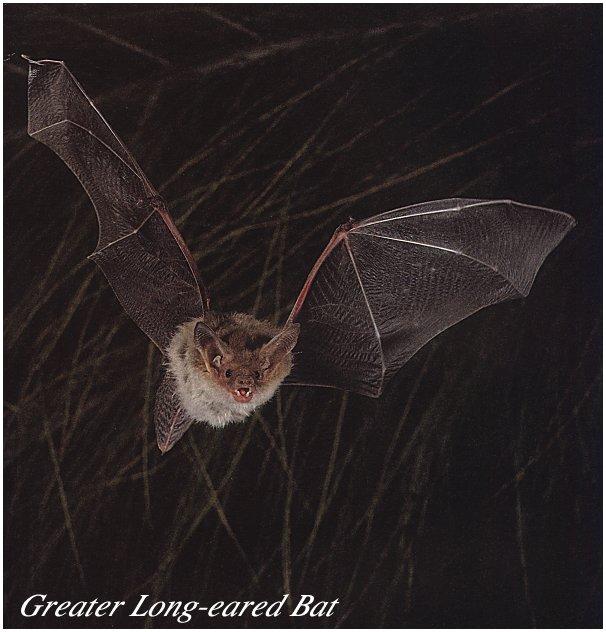 fauna-008 CHIROPTERA-Greater Long-eared Bat-In Flight.jpg