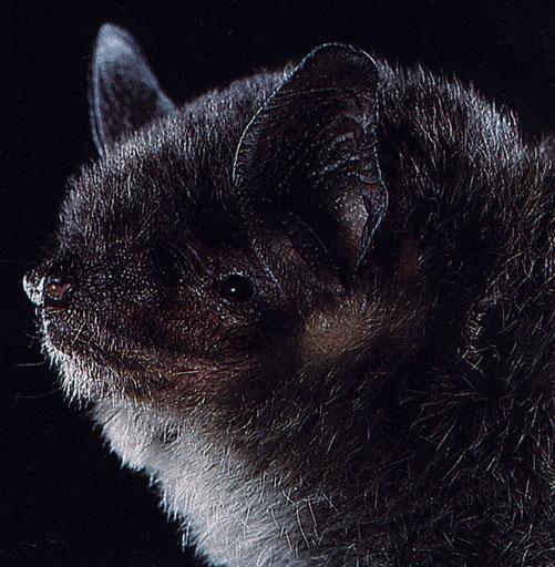 CHIROPTERA-Gray Bat Face Closeup.jpg