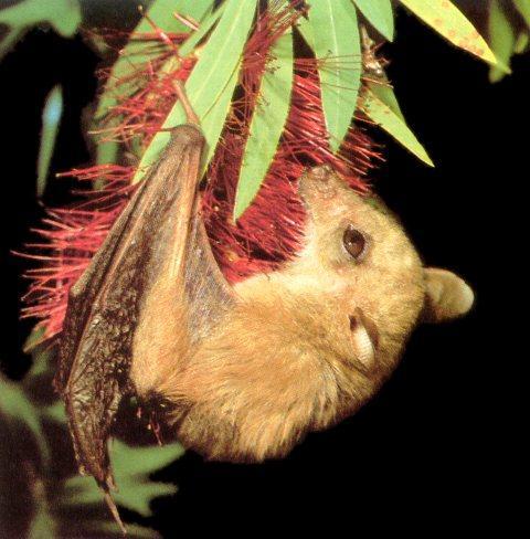 Blossum Bat.jpg
