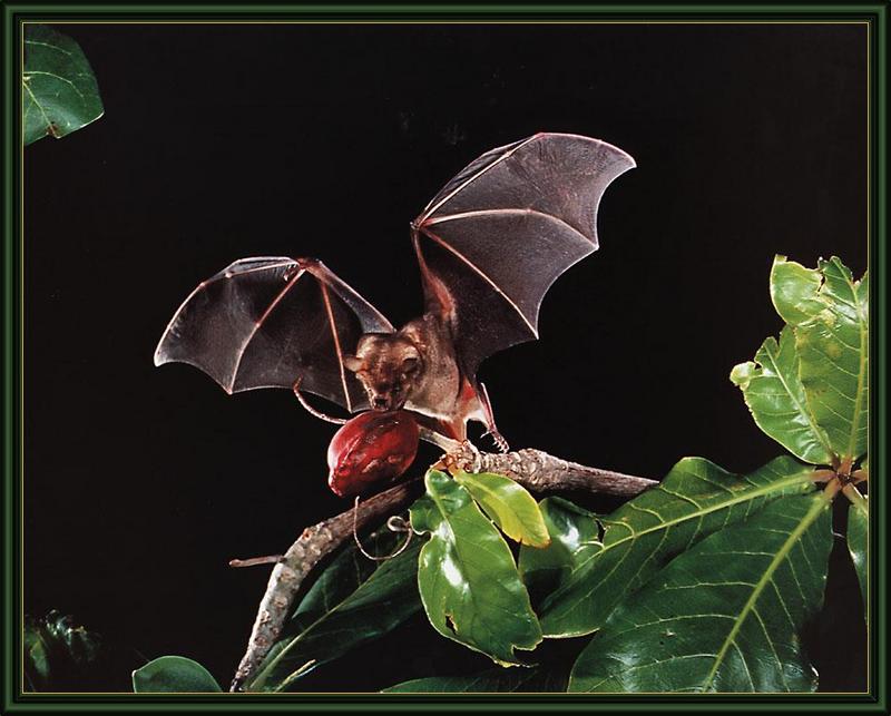 ksw-merlin-tuttle-bats-may99-jamaican fruit-eating bat.jpg