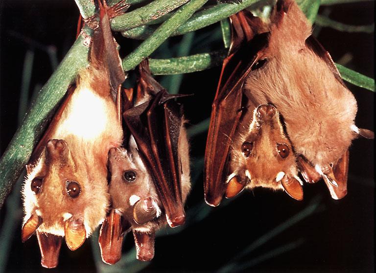 KsW-Bats-1-99-sm-CHIROPTERA-Fruit Bats-family closeup.jpg