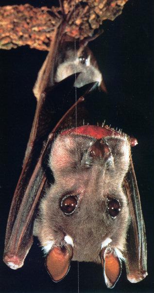 lj Merlin B. Tuttle Fruit Bat Eating Fig 2.jpg