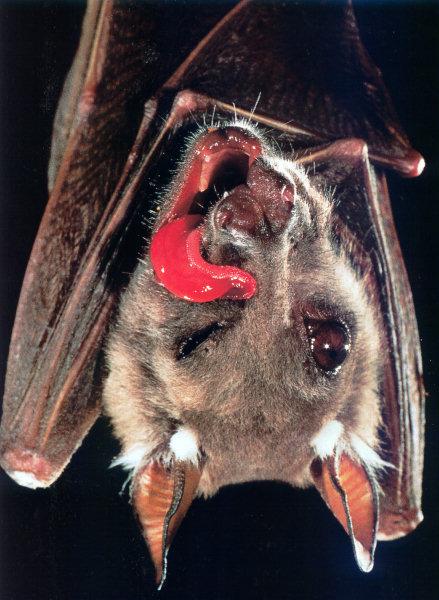lj Merlin B. Tuttle Fruit Bat Eating Fig 4.jpg