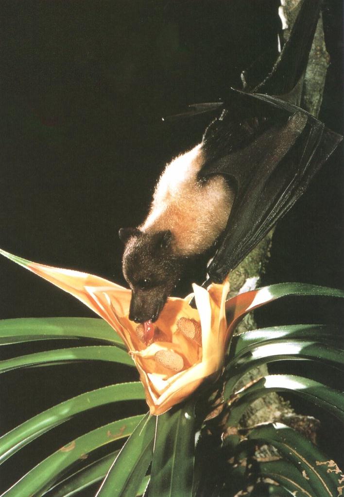 CHIROPTERA-Fruit Bat-flying Fox-eating nectar.jpg
