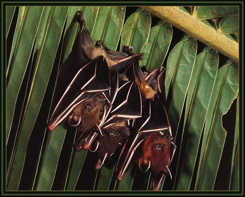 ksw-merlin tuttle-bats-july99-lesser dog-faced fruit bat.jpg