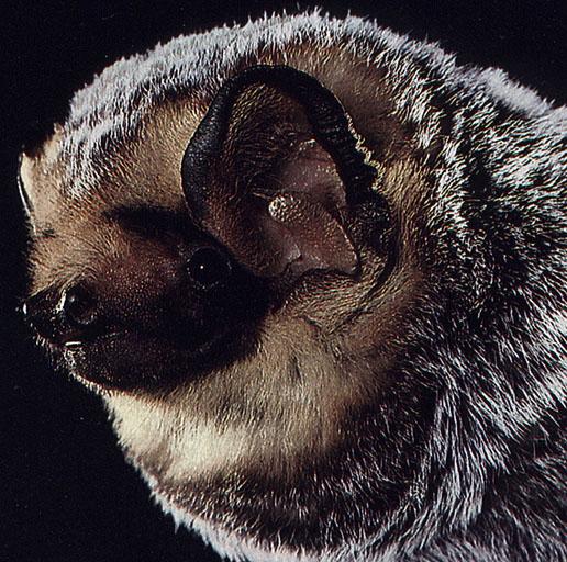 CHIROPTERA-Hoary Bat Face Closeup.jpg