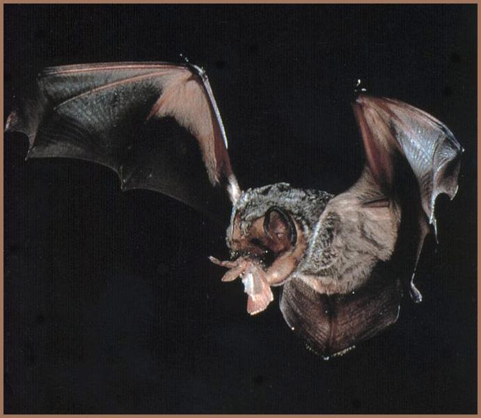 CHIROPTERA-Hoary Bat 02-caught a moth.jpg