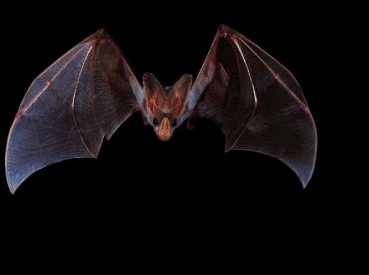 Chiroptera-Ghost bat-closeup in flight.jpg