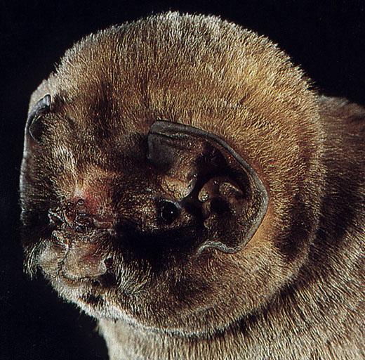 CHIROPTERA-Ghost-faced Bat Face Closeup.jpg