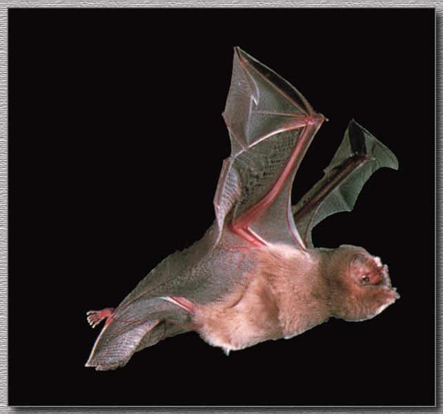 CHIROPTERA-Ghost-faced Bat 01-In Flight.jpg