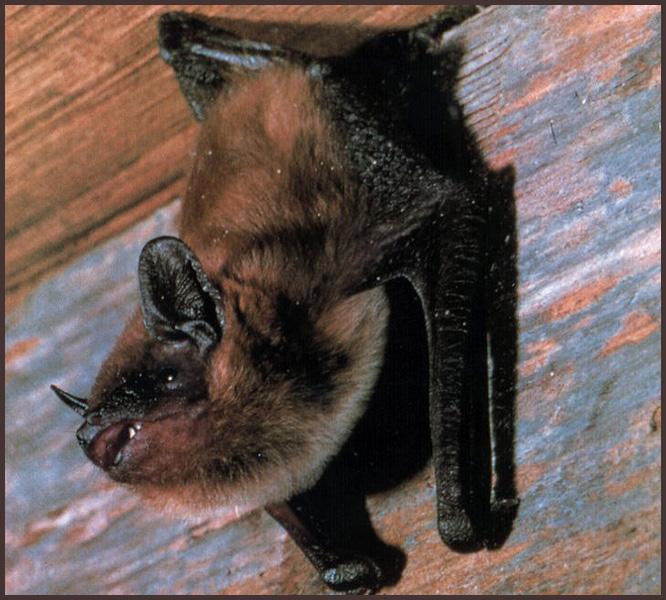 CHIROPTERA-Evening Bat 01-closeup on wall.jpg