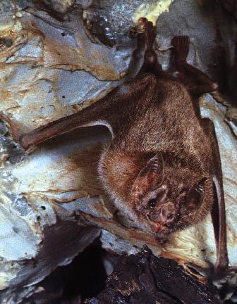 CHIROPTERA-Vampire Bat-hanging on cave ceiling.jpg