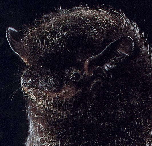 CHIROPTERA-Silver-haired Bat Face Closeup.jpg