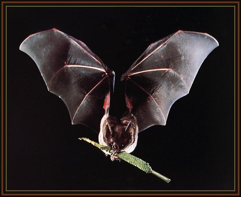 ksw-merlin tuttle-bats-march99-seba s short-tailed bat.jpg