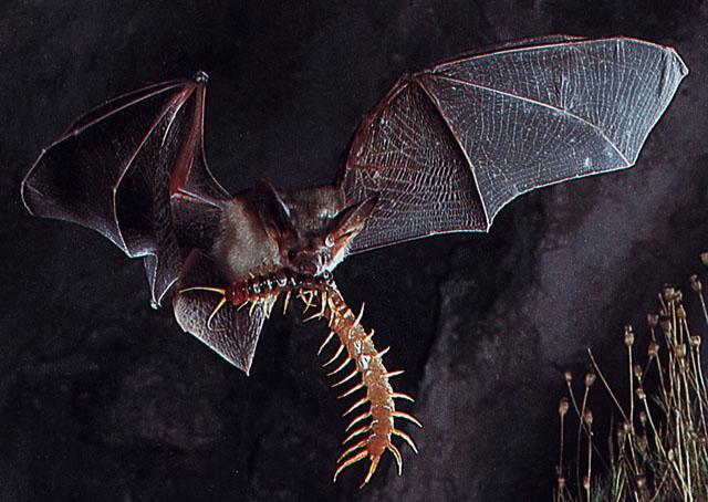 CHIROPTERA-Pallid Bat Hunted a centipede in mouth-In Flight.jpg