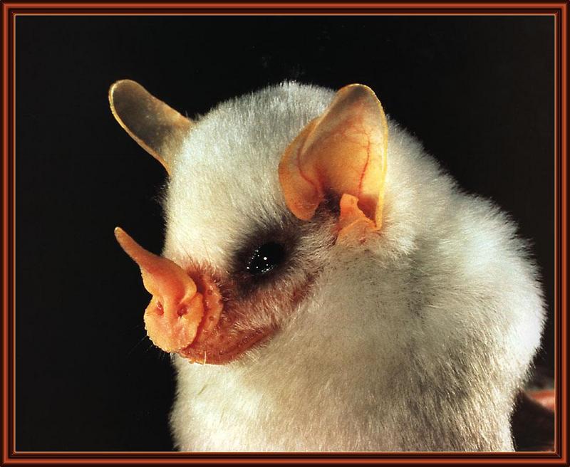 ksw-merlin tuttle-bats-nov99-honduran white bat.jpg