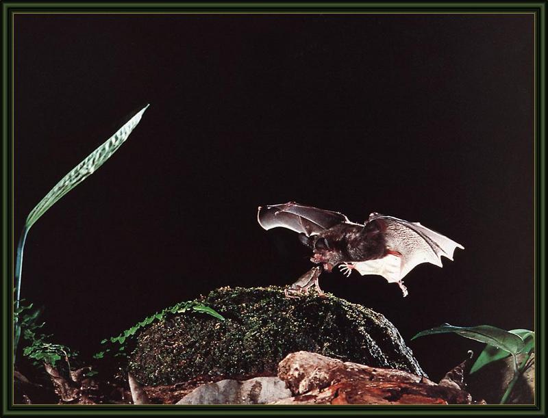 ksw-merlin tuttle-bats-aug99-frog-eating bat.jpg