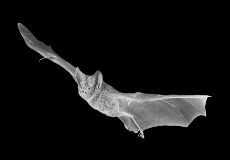 Fringe-lipped Bat (Trachops cirrhosus).jpg