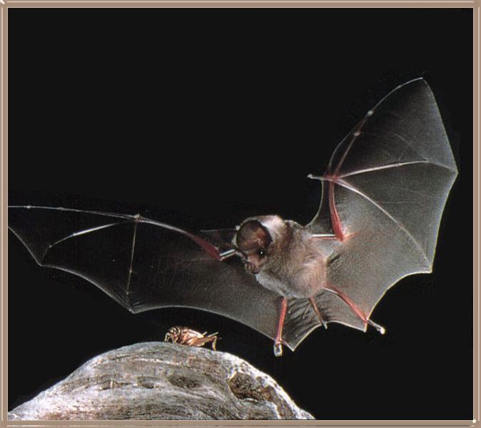 CHIROPTERA-California Leaf-nosed Bat 01-Catching cricket on rock.jpg