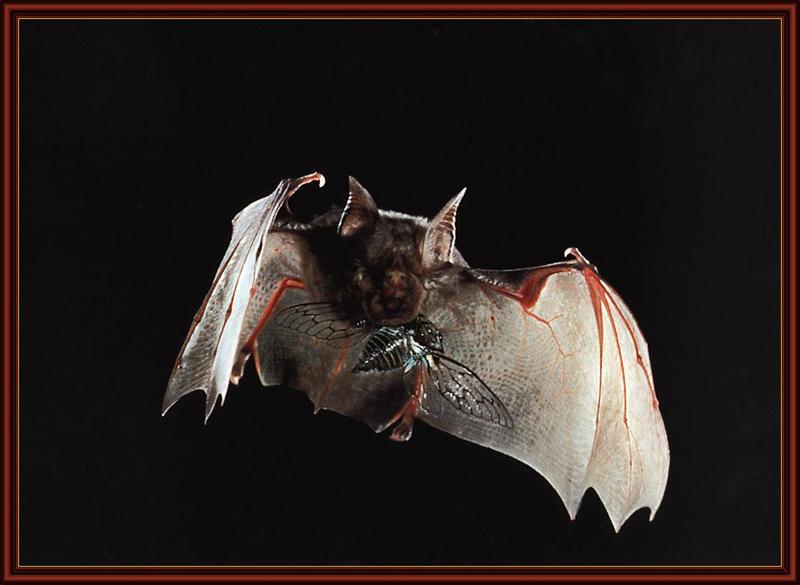 ksw-merlin tuttle-bats-fnt-99-horseshoe bat.jpg