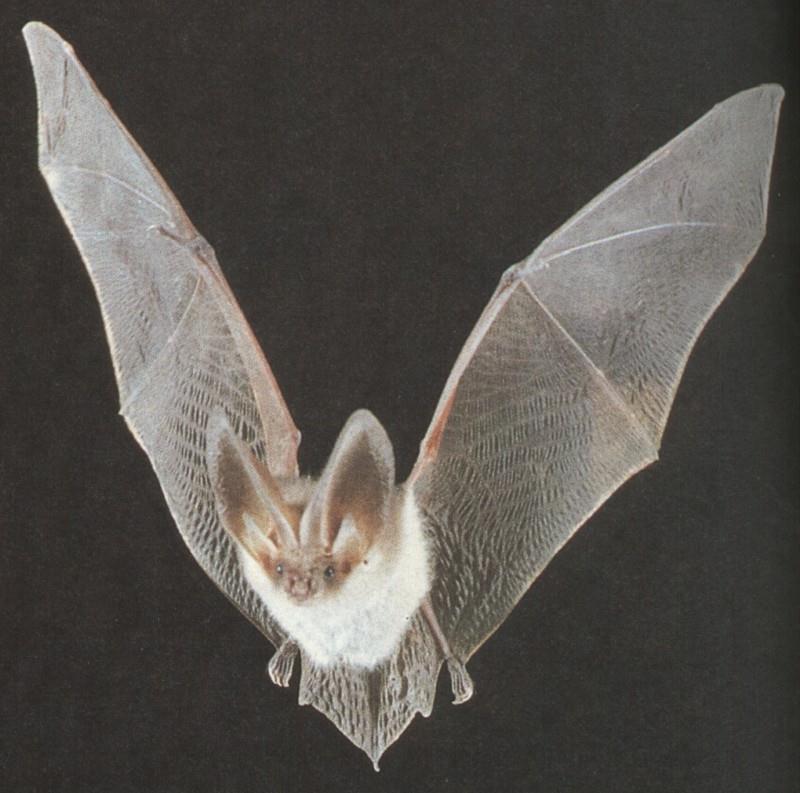CHIROPTERA-European Greater Horseshoe Bat-Flying-Closeup.jpg