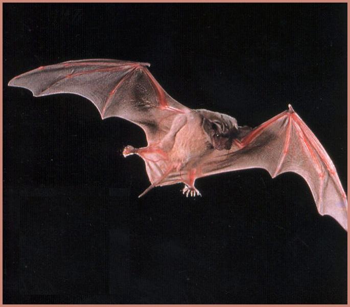 CHIROPTERA-Brazilian Free-tailed Bat 01-In Full Flight.jpg