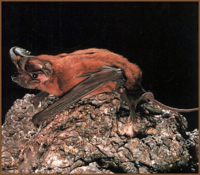 CHIROPTERA-Big Free-tailed Bat 01-on rock.jpg