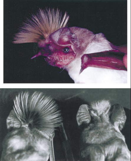 Chapin\'s Free-tailed Bat (Chaerephon chapini).jpg