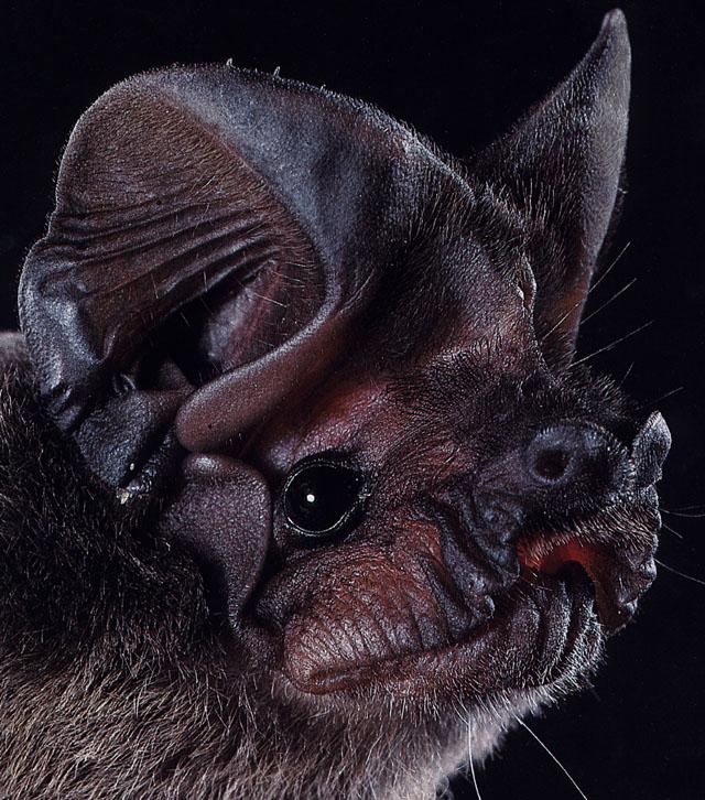 CHIROPTERA-Freetail Free-tailed Bat-Face Closeup.jpg