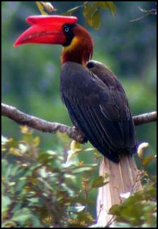 Philippines Rufous Hornbill.jpg