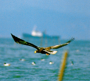 Steller\'s Sea Eagle, Korea.jpg