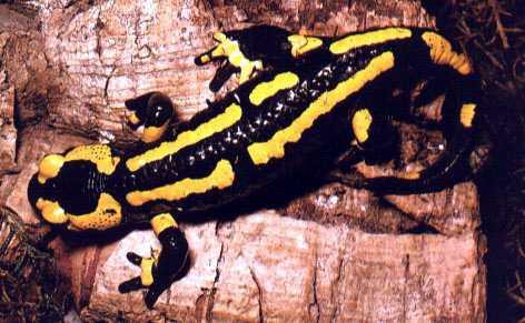Black and Yellow Salamander 0.jpg
