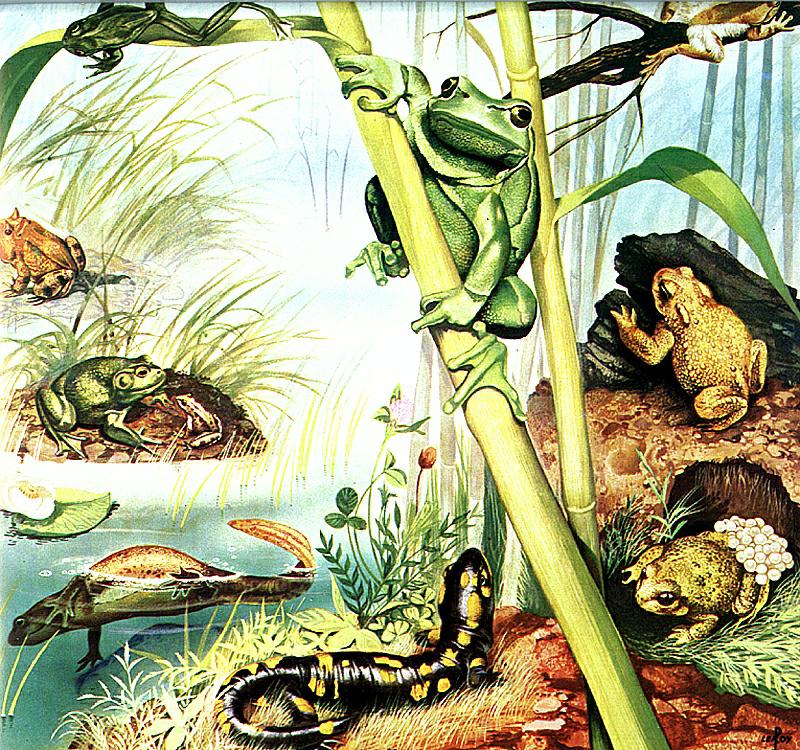 Ds-Animal D001 - Amphibiens-Newt-Toads-Treefrog-Tiger Salamander.jpg