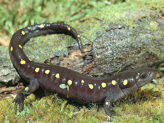 salamander4-Yellow-spotted Salamander-beside log.jpg