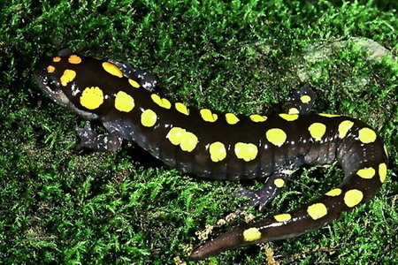 spotted salamander.jpg