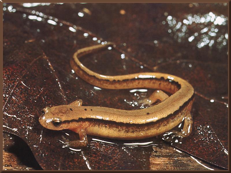 Two-lined Salamander 01.jpg