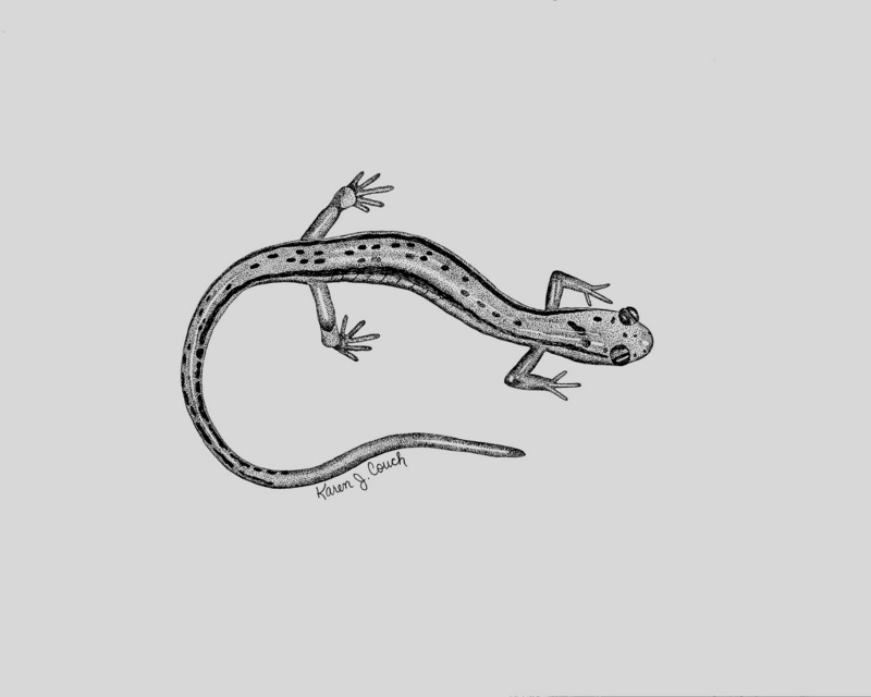 Two-Lined Salamander.jpg