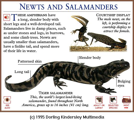 DKMMNature-Amphibian-Newts-Tiger Salamander.gif