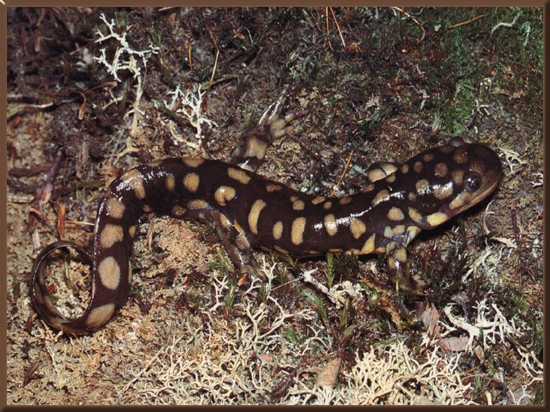 Tiger Salamander 01.jpg