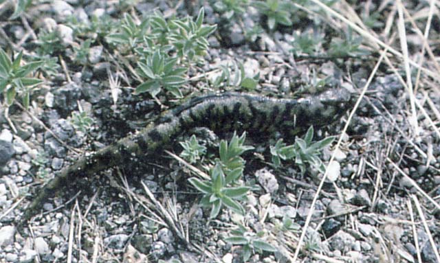 Tiger Salamander img0018n.jpg