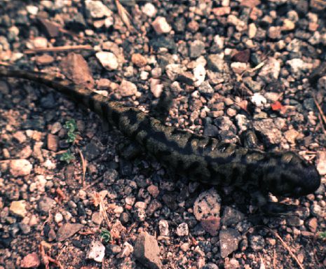 Tiger Salamander On Pebbles.jpg