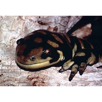 btsal2-Barred Tiger Salamander.jpg